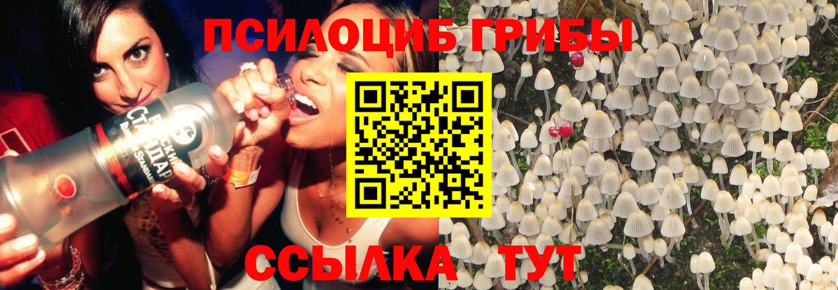 Галлюциногенные грибы Psilocybe Братск